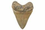 Fossil Megalodon Tooth - North Carolina #221886-1